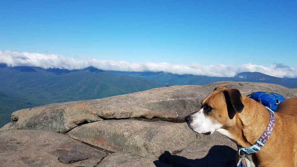 boxer mix on top of a mountain