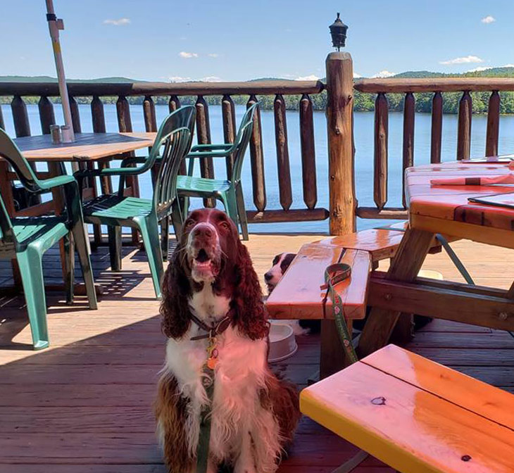 dog sitting on a deck in front of a lake