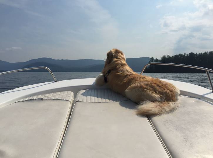 Golden retriever laying at front of boat on a lake