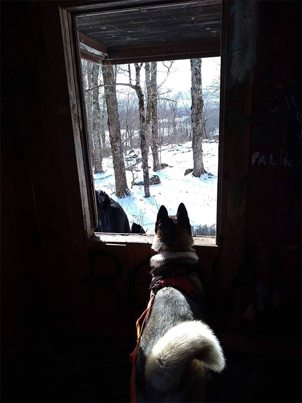 dog in a cabin