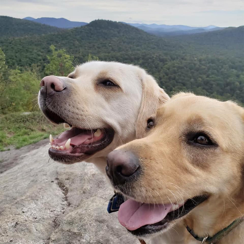 two yellow labs on top of a mountain