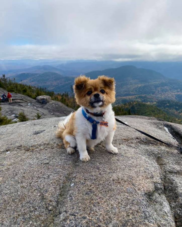 Small brown and white dog atop cloudy mountain