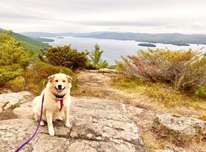 Yellow lab atop a mountain in the fall