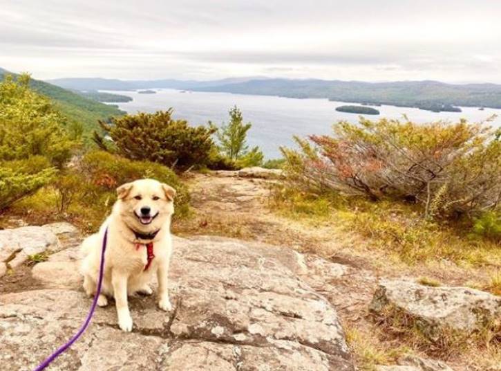 Yellow lab atop a mountain in the fall 