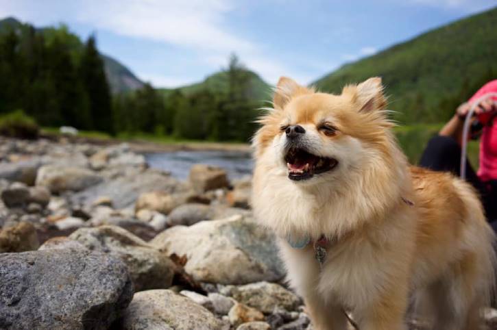 Small light brown long hair dog panting near lake