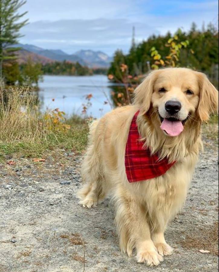 Golden retriever with red bandanna near a pond