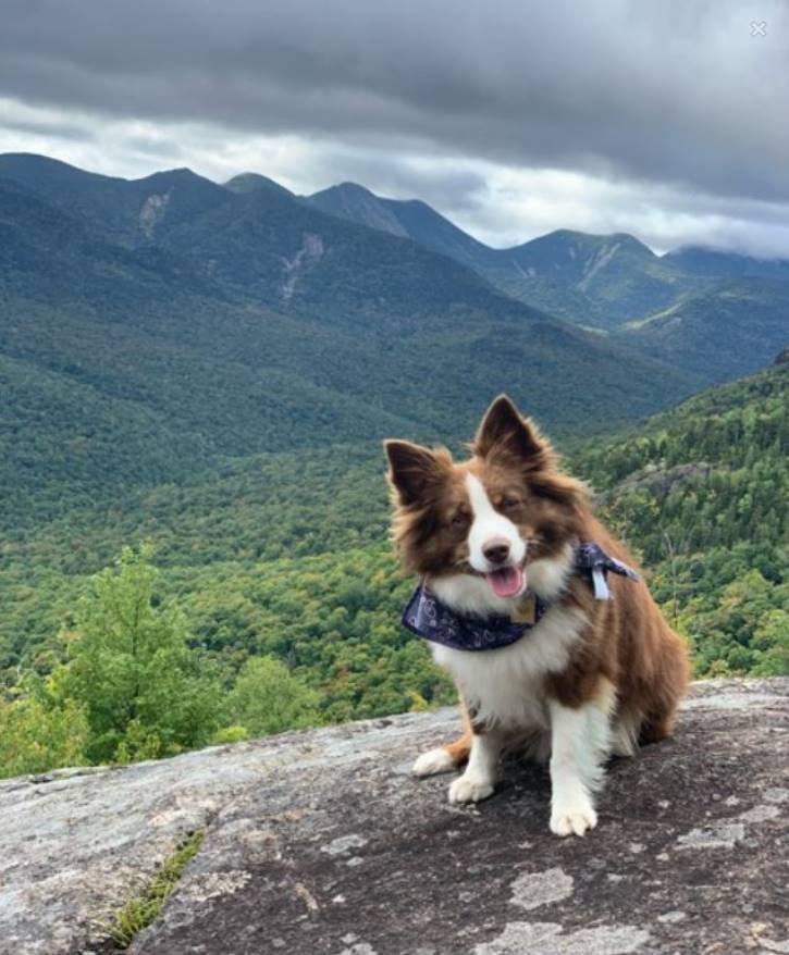 Brown and white long haired dog sits atop mountain