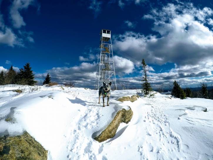 Big dog atop snowy mountain with a fire tower