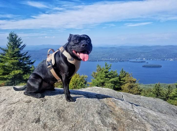 Black dog panting atop mountain with lake view