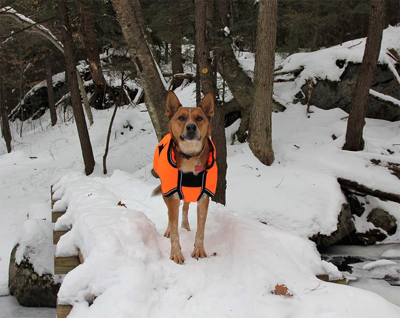 dog in snow wearing an orange coat