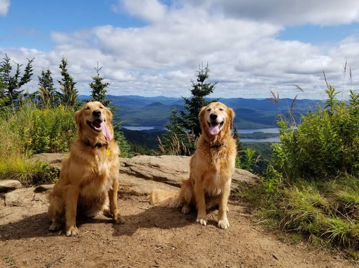 Two golden retrievers sitting atop mountain