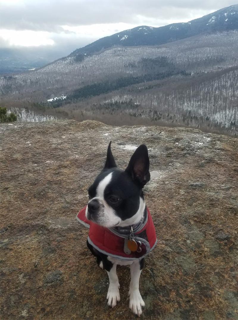 boston terrier on a mountain summit