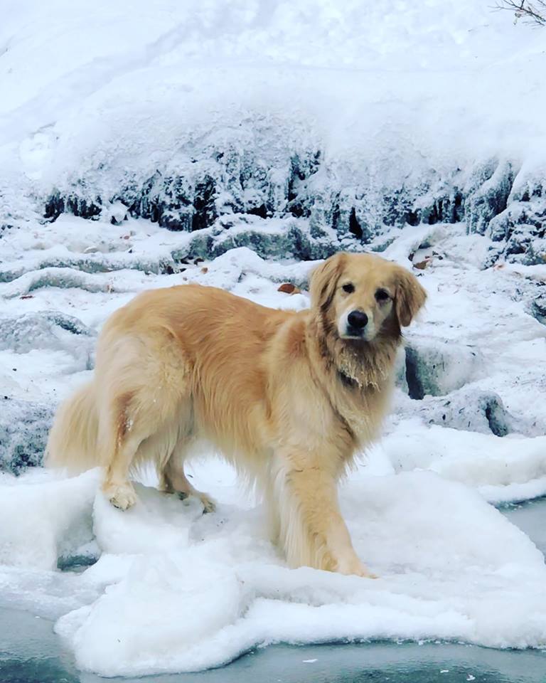 golden retriever on a frozen lake