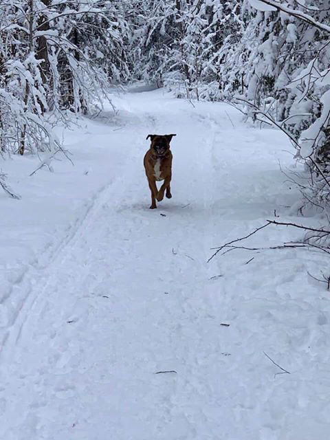 dog running on a trail in the snow