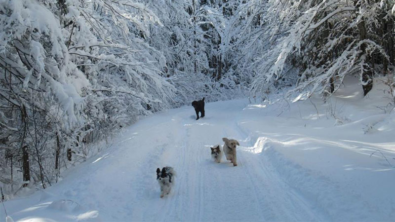 four dogs running on a snowy trail