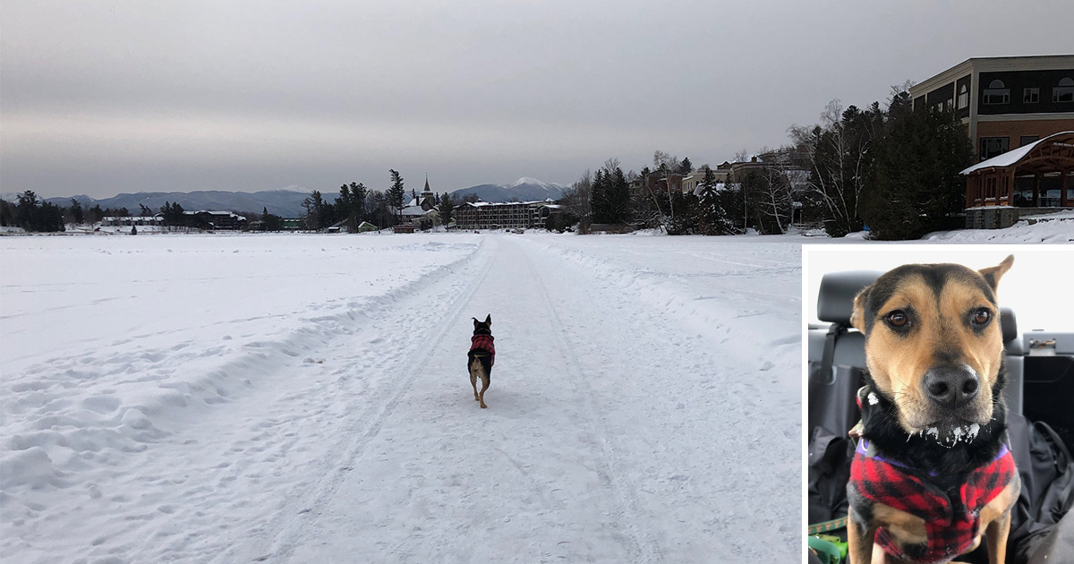 dog running in the snow