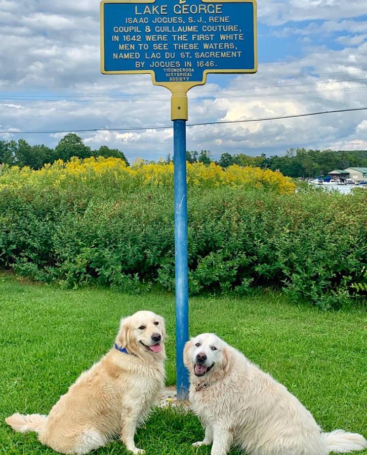 Two golden retrievers sitting by historical sign