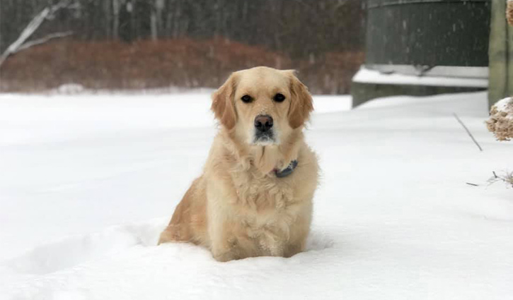 golden retriever sitting in the snow