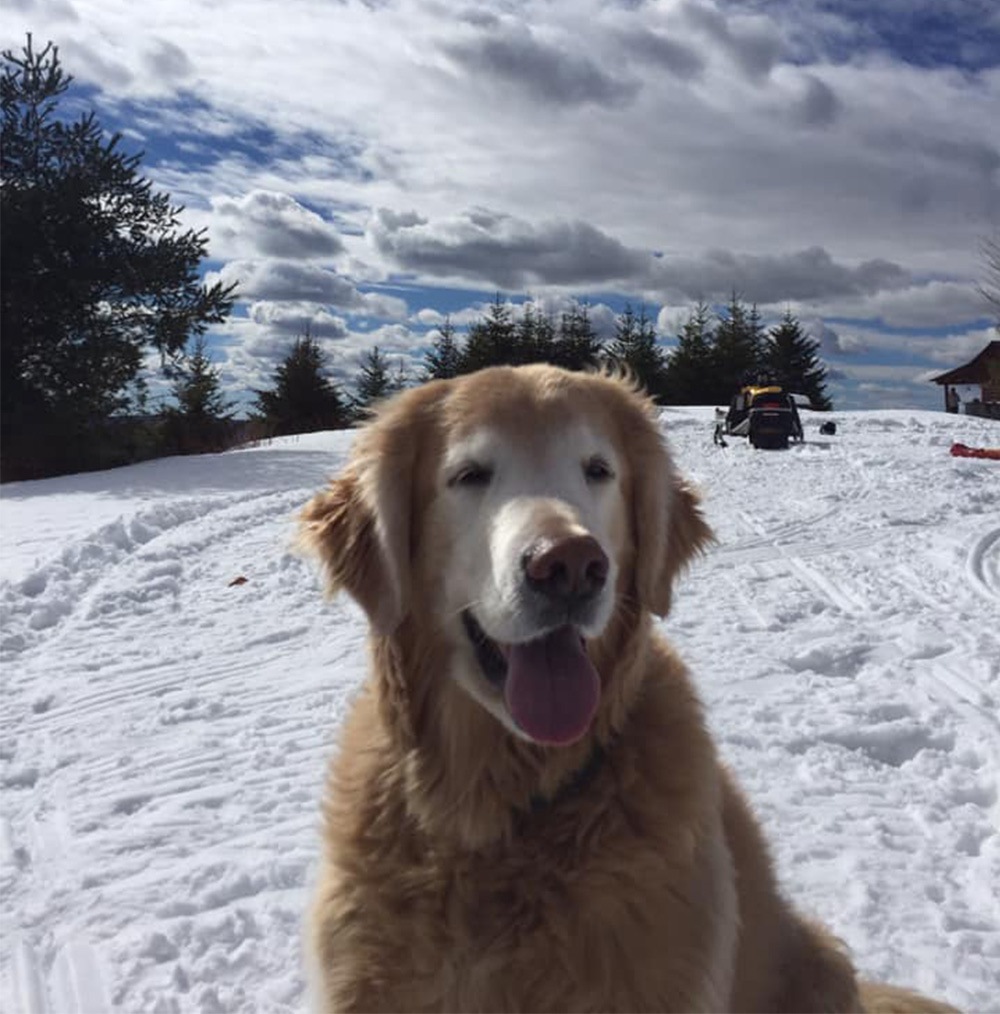 golden retriever outside in winter