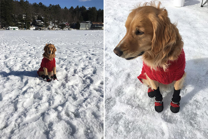 golden retriever in a sweater and booties