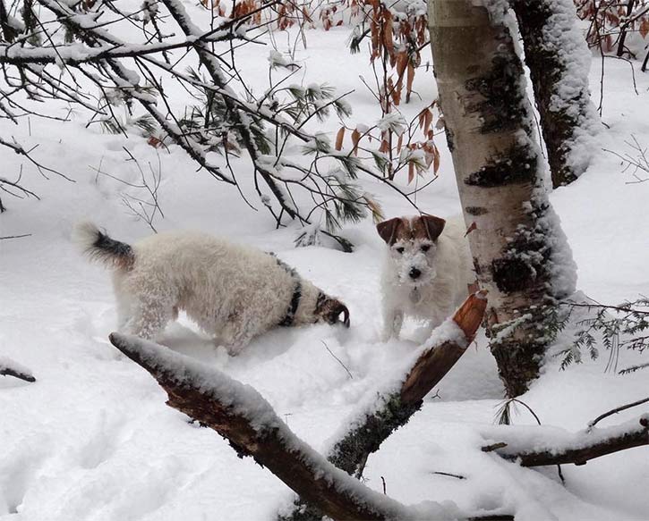 two small dogs digging in the snow