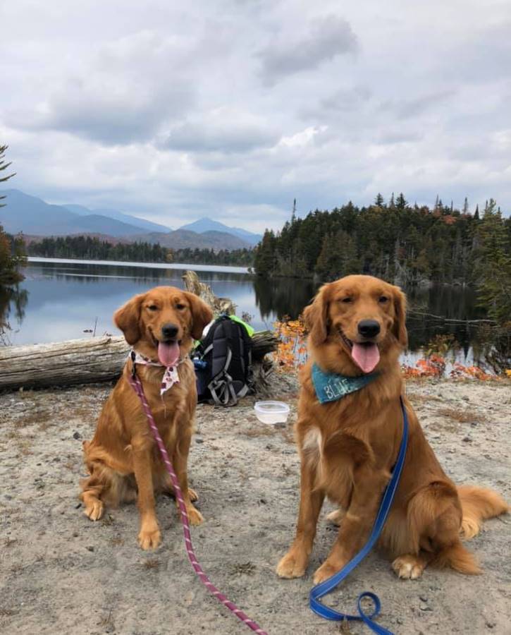 Two brown dogs sitting near pond with mountains