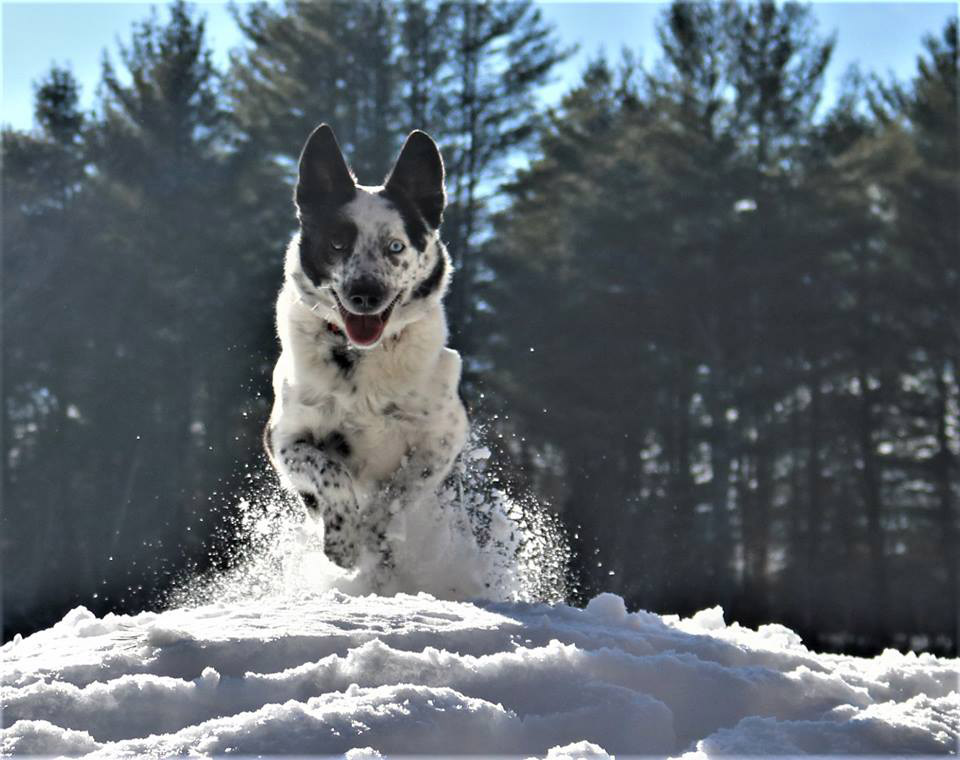 dog running through the snow