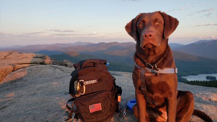 Brown dog sitting near backpack on mountain summit