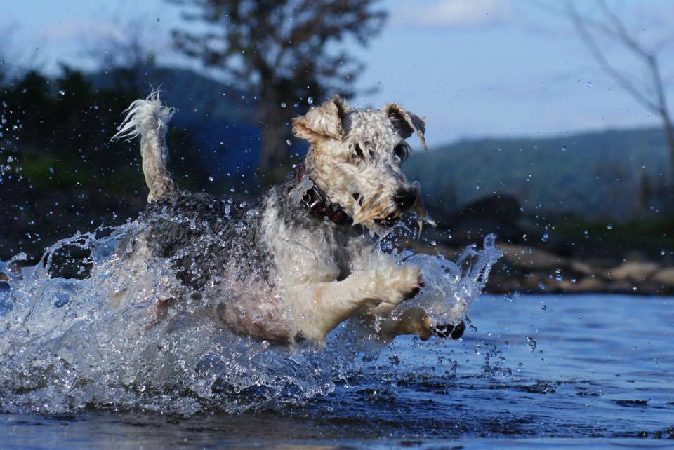 dog splashing in lake