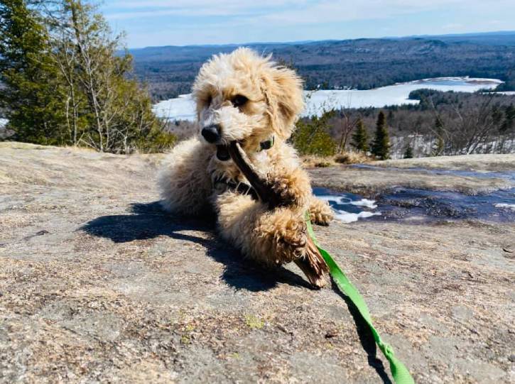 Small white dog chewing stick atop mountain