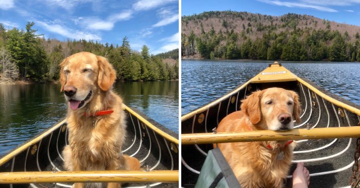 golden retriever in a canoe