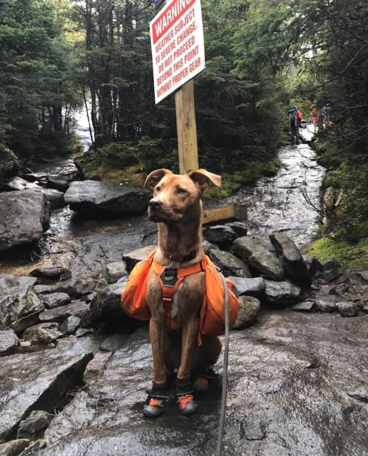 Dog wearing orange hiking gear and boots on trail