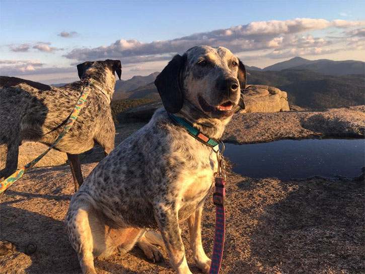 dog on a mountain summit