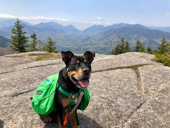 dog wearing backpack on mountain summit