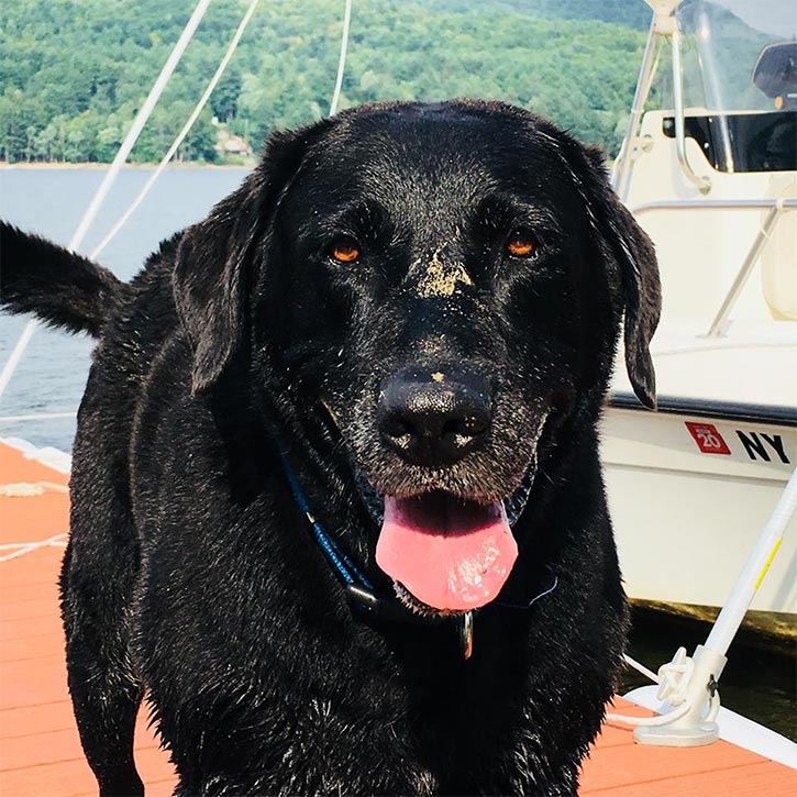 black lab on a dock