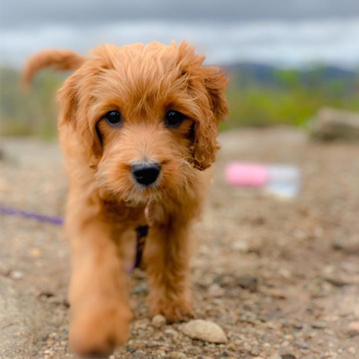 small dog on hadley mountain summit