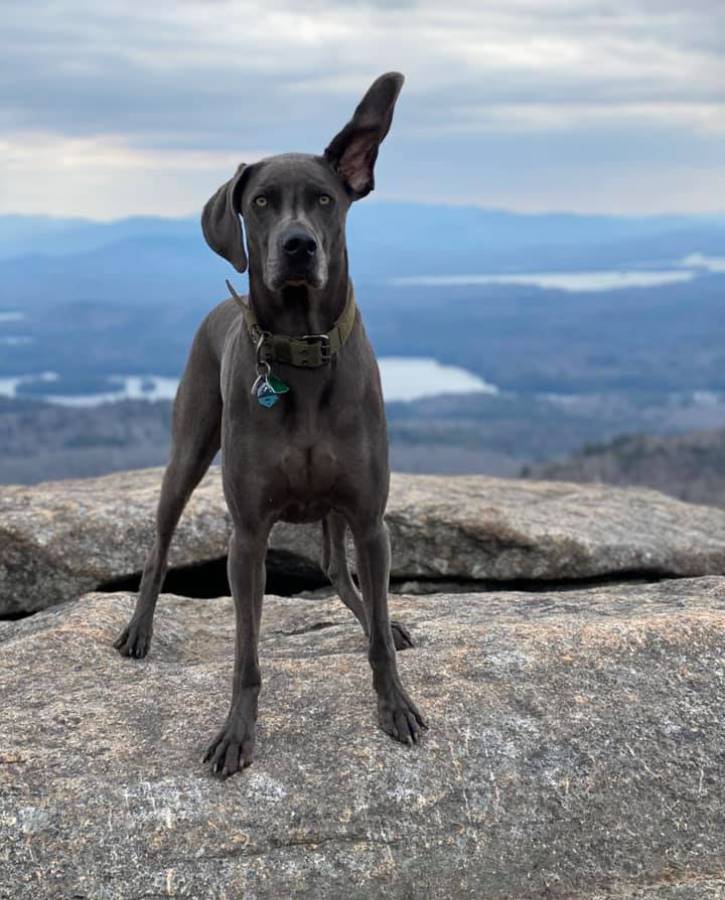 Gray dog atop mountain with one ear standing up