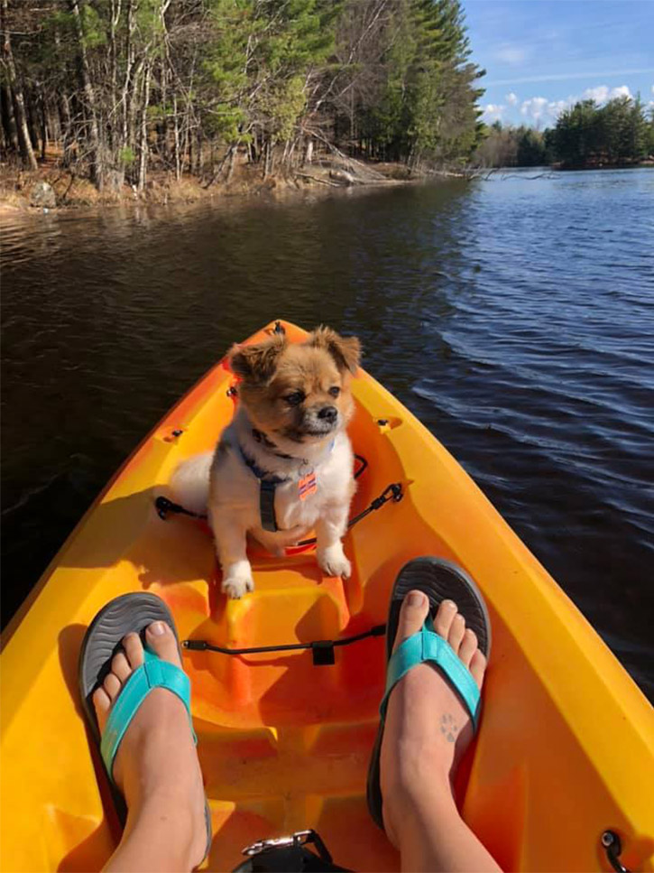 small dog in the front of a kayak