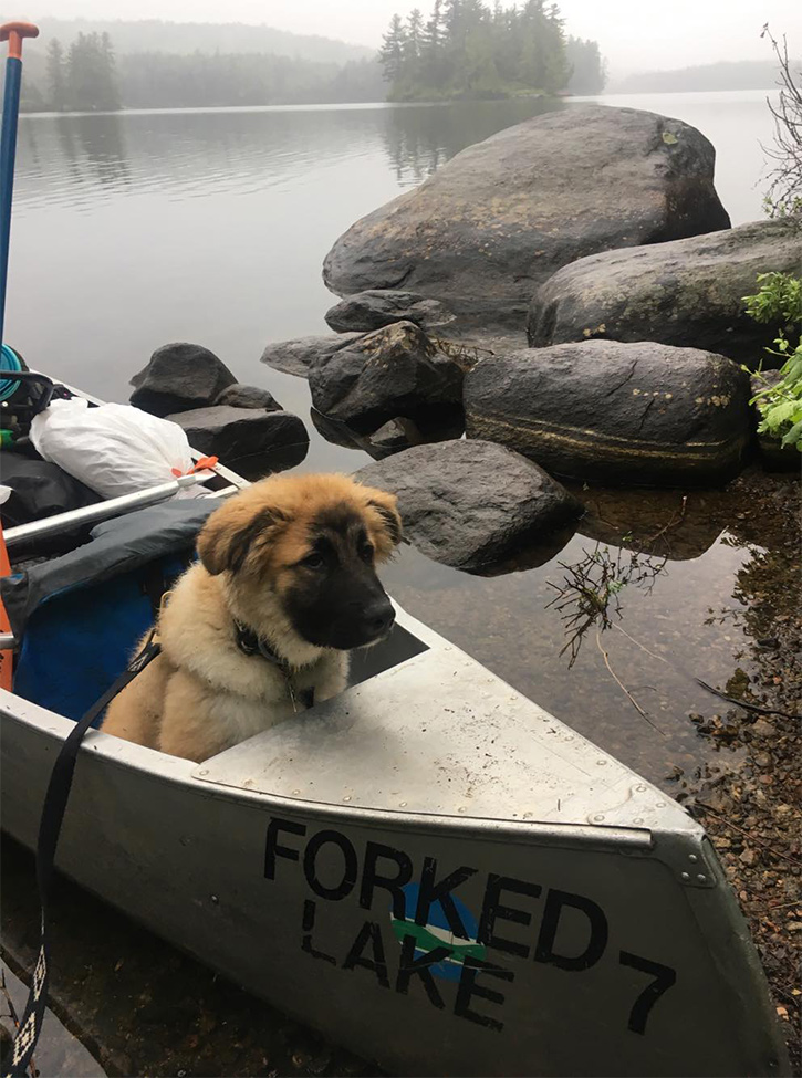 dog in a canoe