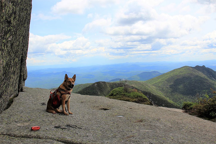 dog on a mountain
