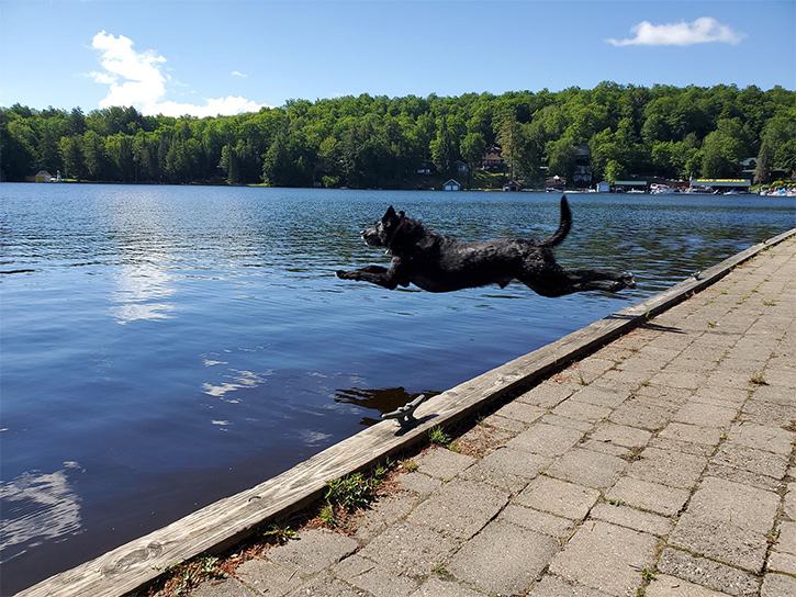 dog jumping off a dock