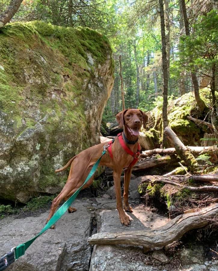 Medium brown dog on a hike in the woods