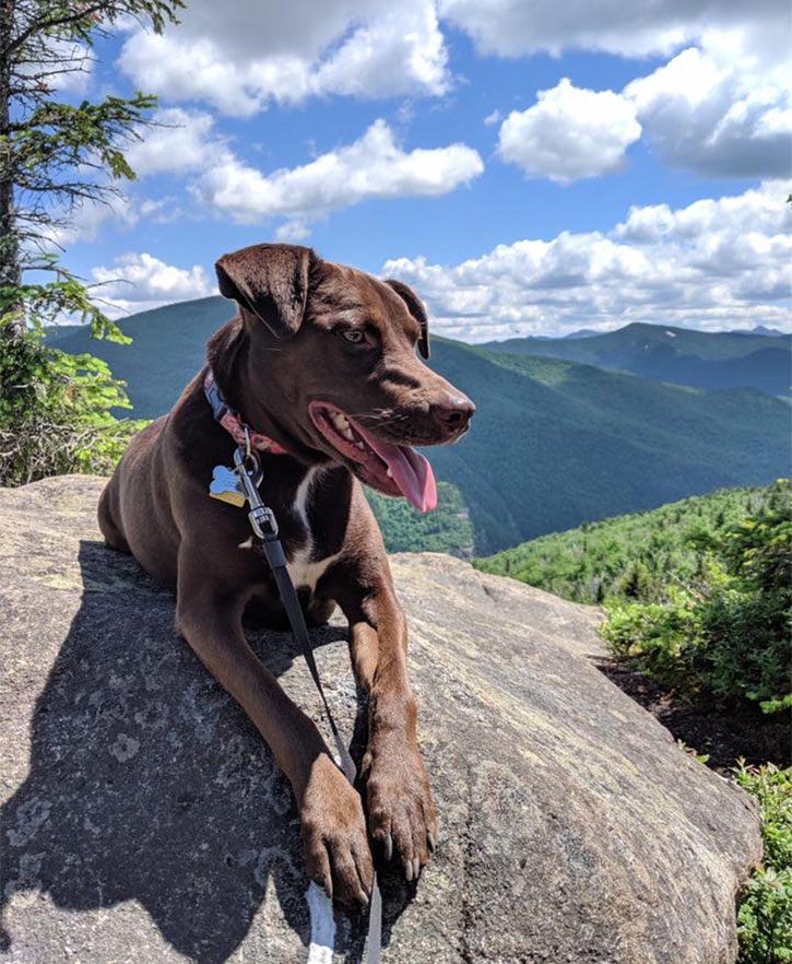 dog laying on a mountain summit