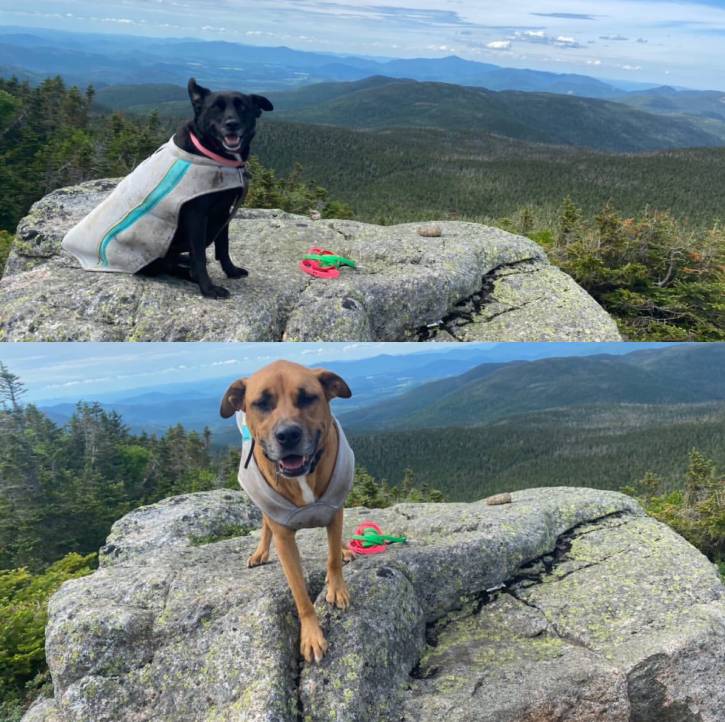 Black dog and brown dog atop mountain