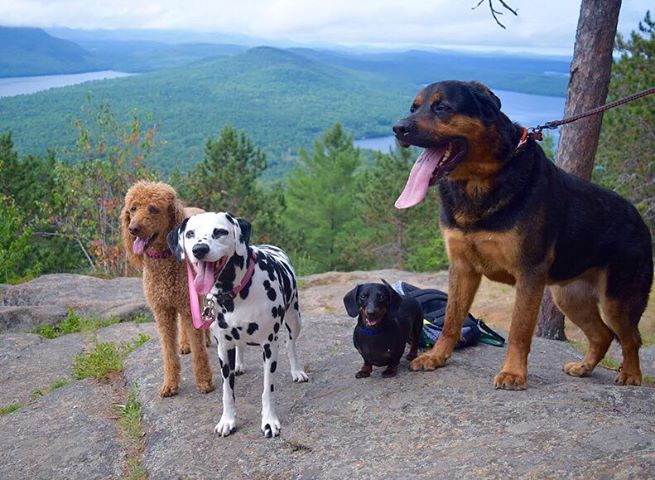 four dogs on top of a mountain