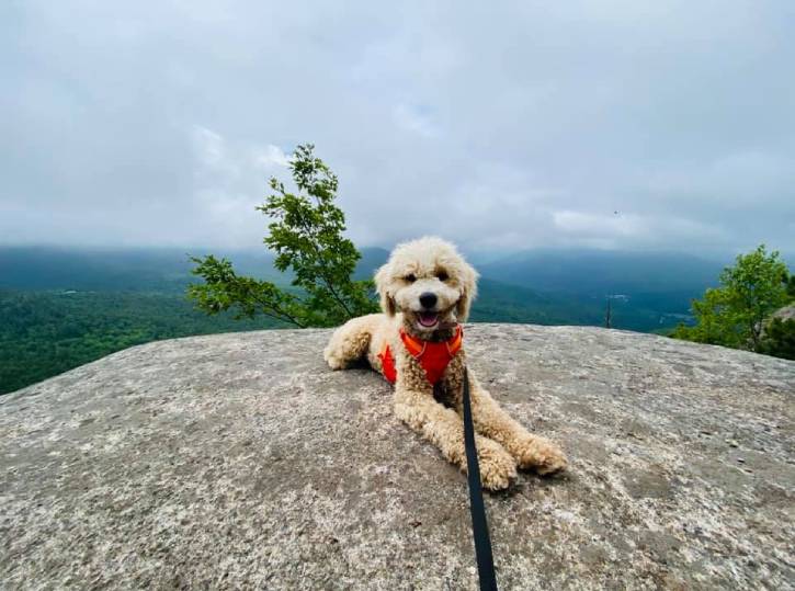 Small white dog atop mountain on a foggy day