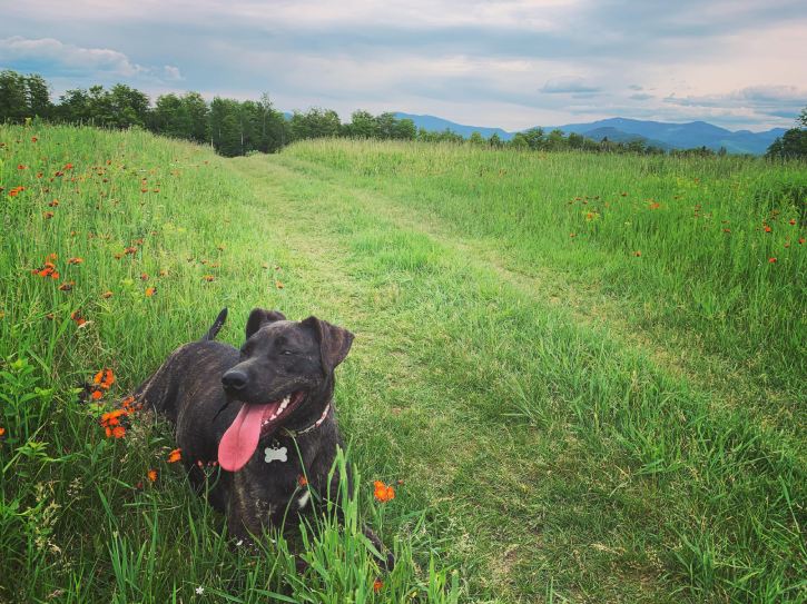 dog laying in a field