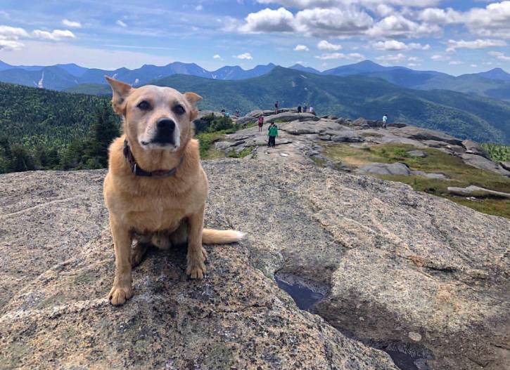 Medium brown dog with panoramic mountain views