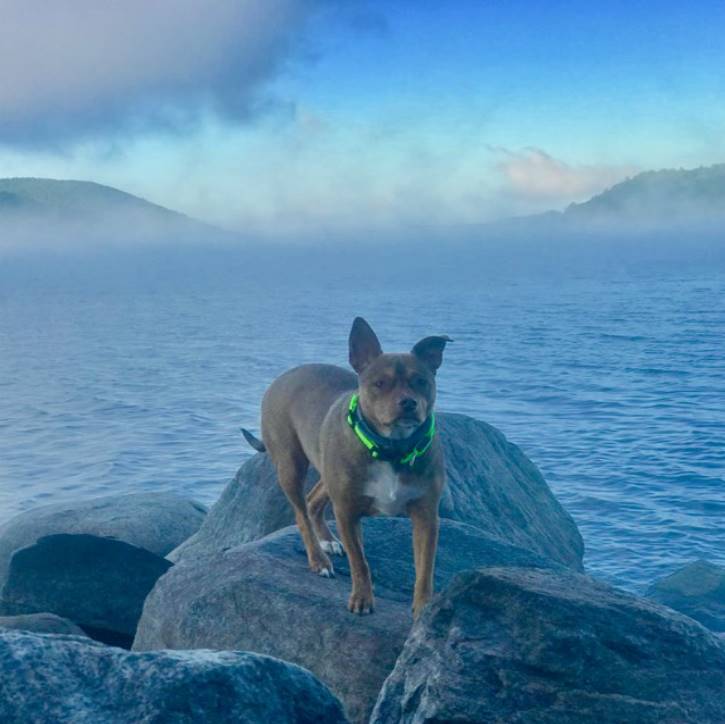 dog standing on rocks near lake