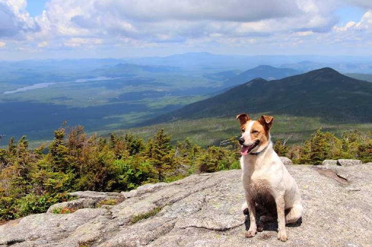 dog on mountain